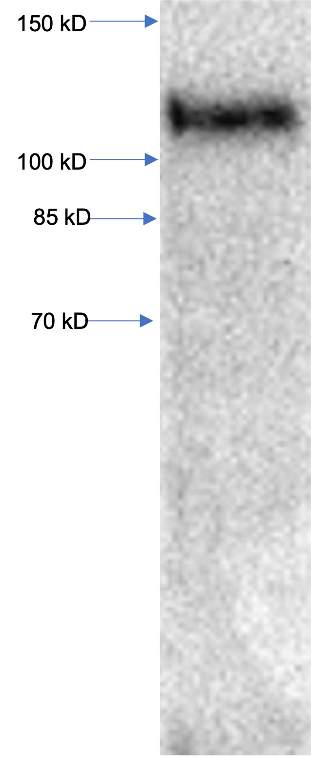 Recombinant TLR5 Protein with human Fc Tag